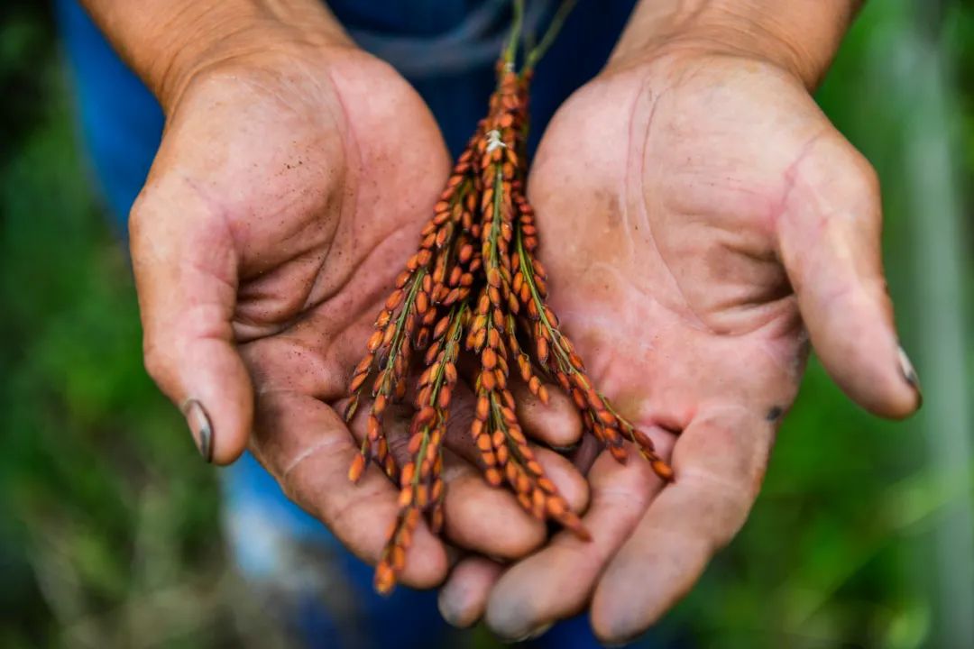 2020年8月13日，在吉林市孤店子镇春新农场，农民观察试种的彩色稻米生长情况。新华社记者许畅 摄