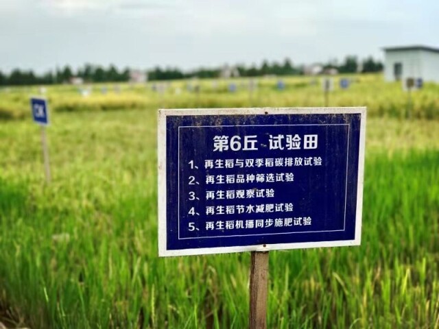 湖南年产杂交稻种8000万公斤，占全国30%以上。全省水稻等主要农作物良种覆盖率稳定在96%以上。(张盈 摄).jpg