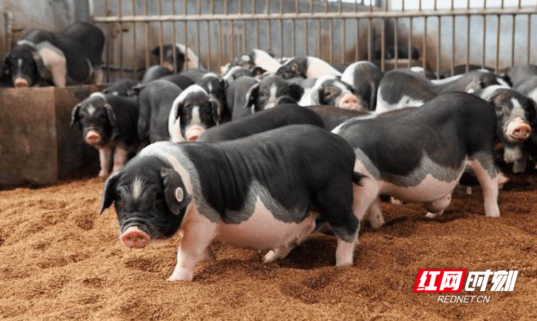 园区新引进国内生猪育种领军企业湘猪科技、全国生猪市场排名第八的扬翔农牧和第十的佳和股份，形成了一条完整的生猪产业链。.jpg