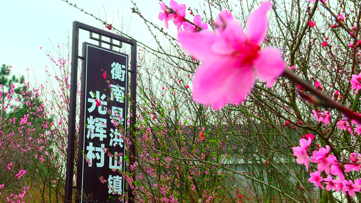 衡南县洪山镇"十里桃花"醉春风,踏青赏花等你来!