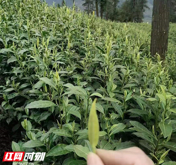 微信图片_202102251627141_副本_副本.jpg 微信图片_202102251627141_副本_副本.jpg