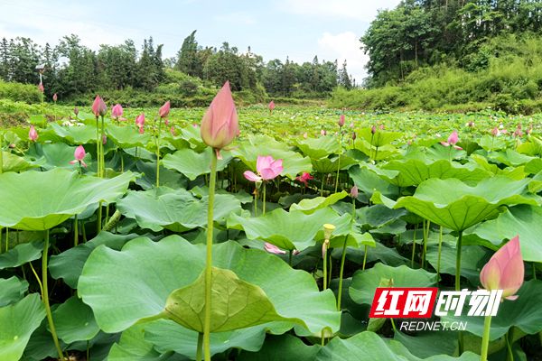 杨家边村荷花观赏基地.