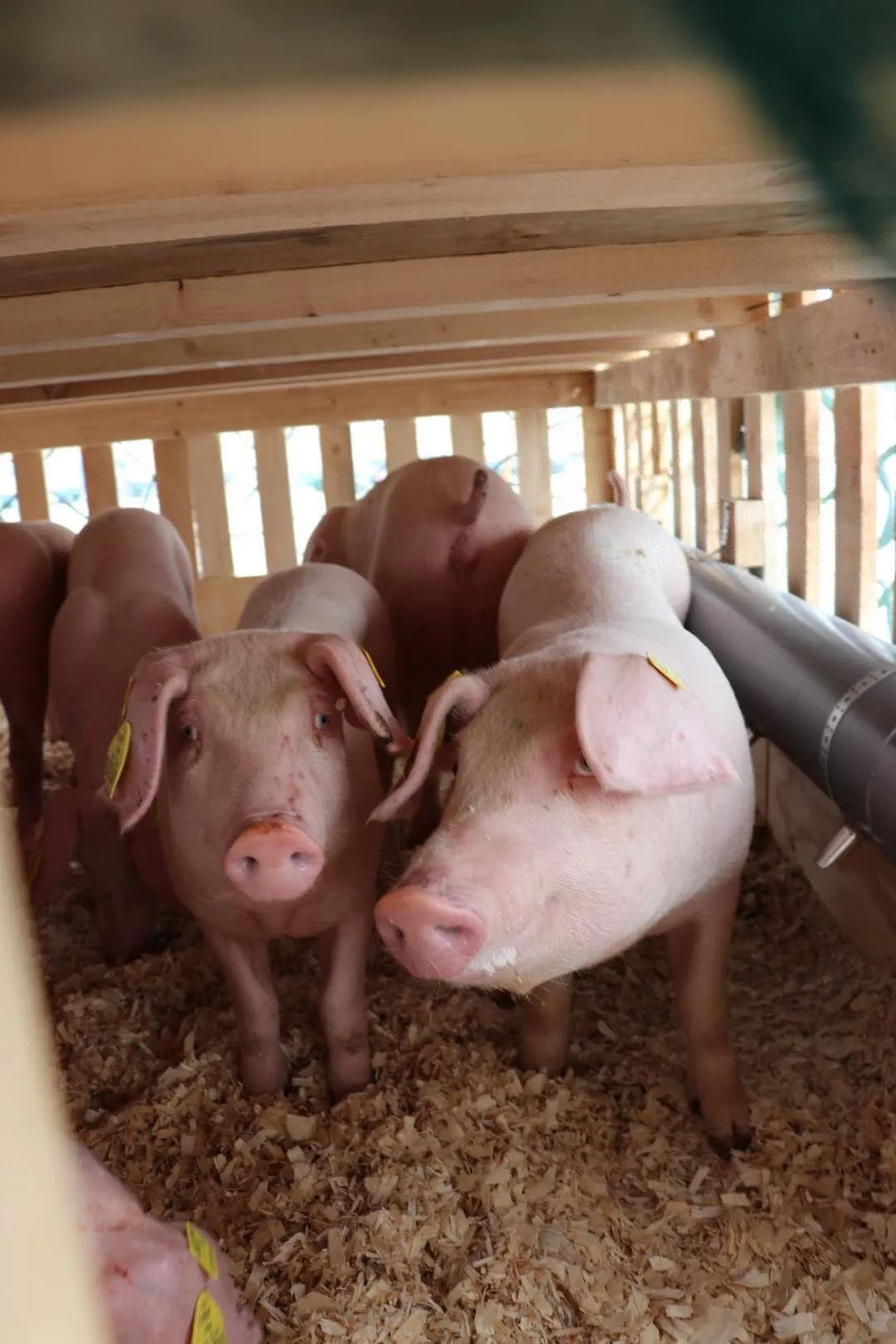 我国生猪九成以上从国外引种扩繁,37个本土品种濒危或灭绝