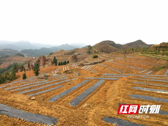 永顺县塔卧镇仓坪村千亩黄金茶基地.