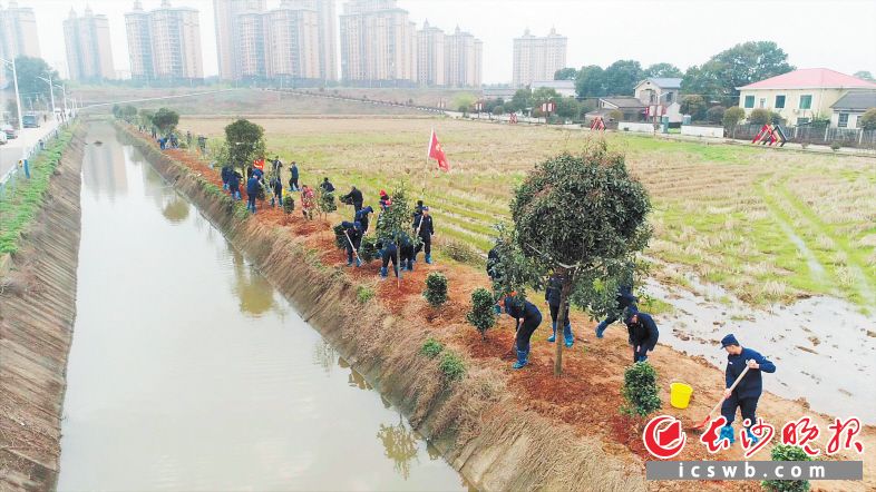 　　活动现场，消防指战员们在植树。    长沙晚报通讯员 何忠正 供图