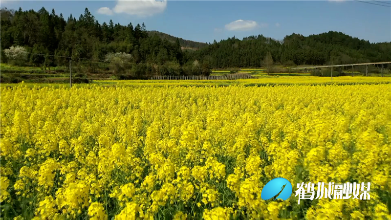怀化鹤城区：千亩油菜花盛放（片尾）.mp4_20210305_145152.591.png