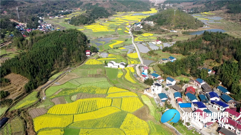 怀化鹤城区：千亩油菜花悄然开发 引摄影爱好者踏春采风（半成品）.mp4_20210305_150003.574.png