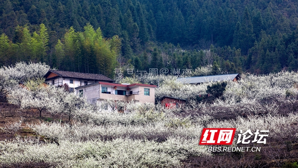 高山奈李花花开胜雪  网友：脱贫树开出幸福花