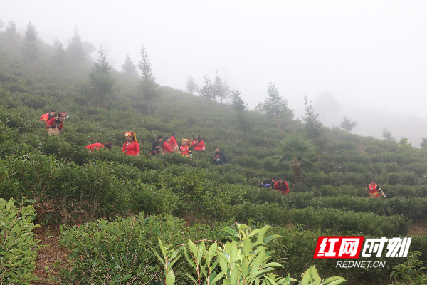 江华大锡乡：组织乡干部职工深入茶叶基地义务采茶助力乡村振兴