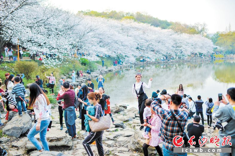 　　天际岭的樱花湖在三月美得如同都市中的仙境。邹麟 摄