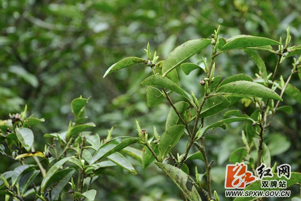双牌：万亩高山野生茶吐新绿色