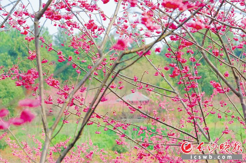　　锦绣江南农庄的红樱，特别鲜艳夺目。王仲林 供稿