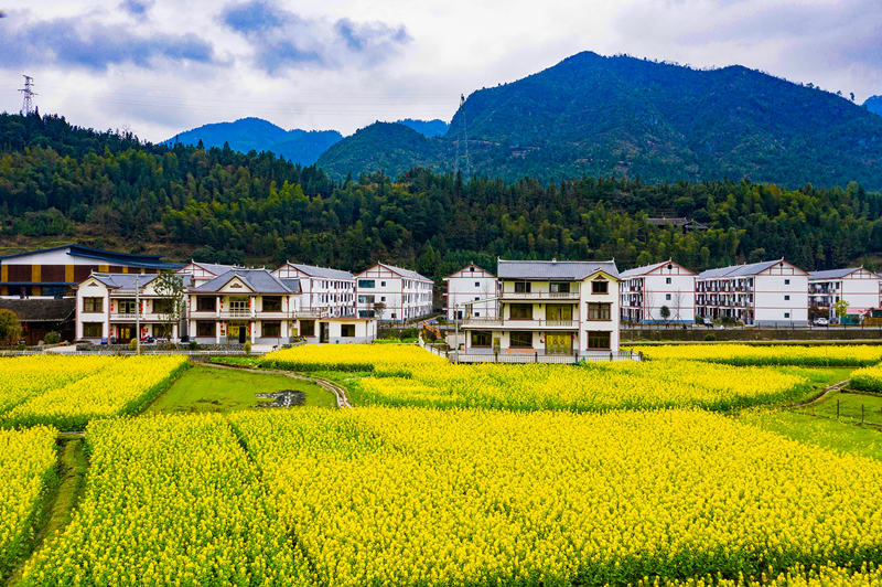 油菜花“包围”周边的农舍。田文国摄