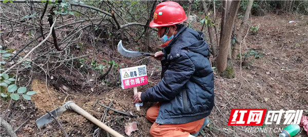 零阳镇:提前完成2020年度松材线虫病致死松木除治工作