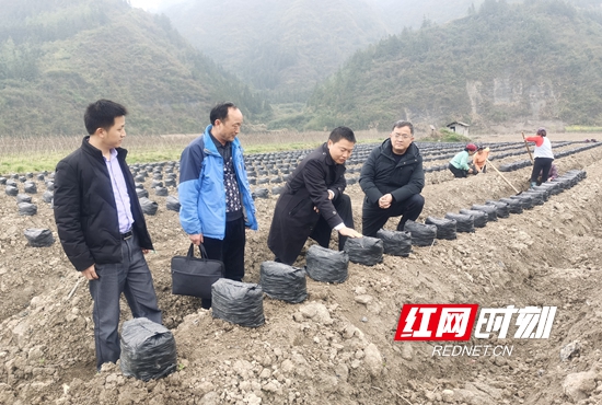 在李家岗菜葛种植基地指导种植.jpg