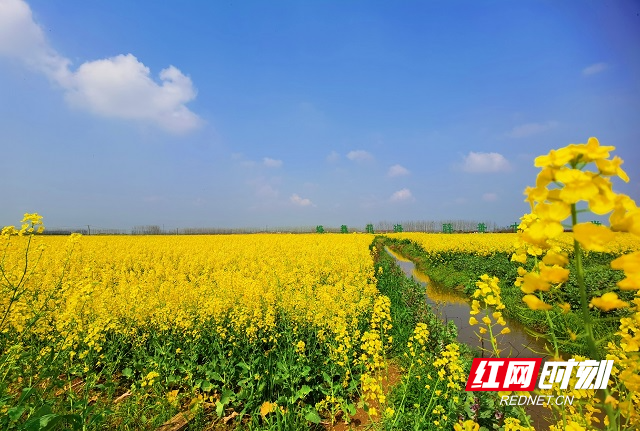 视频丨常德十美堂油菜花节3月16日开幕6万亩油菜花盛放迎客 湖南频道