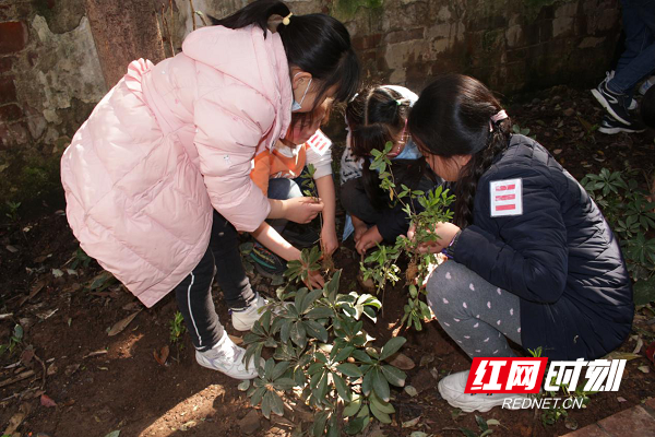 青少年认真将兑换的绿植进行种植.png