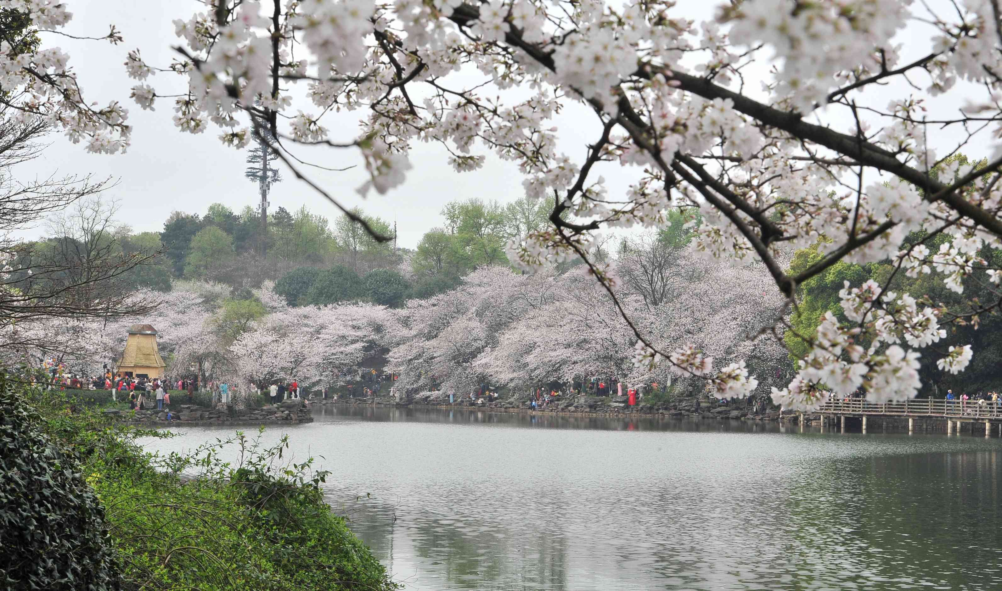 樱花湖畔樱花绽放。