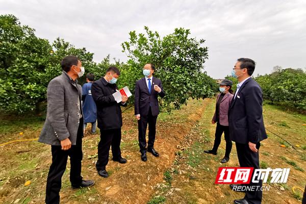 道县农商银行工作人员到田间地头了解果农资金需求.jpeg