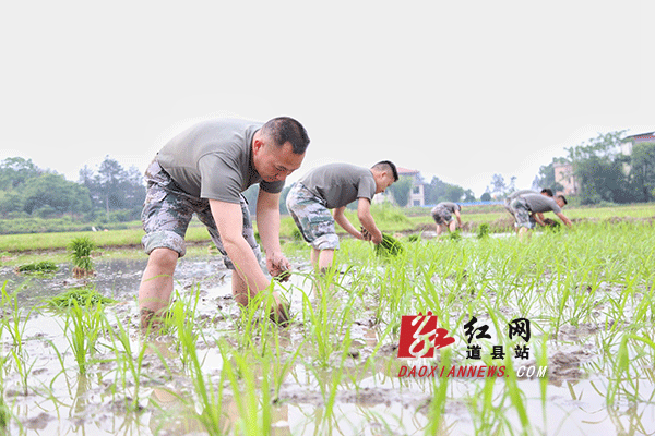 县人武部扶贫工作队帮助缺少劳力贫困户插秧种水稻.gif