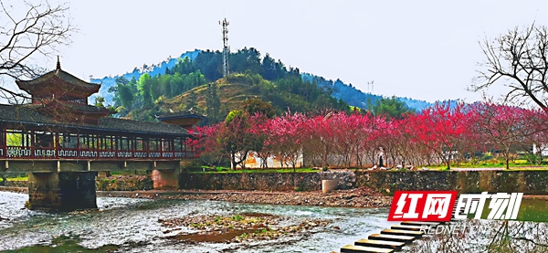 蓝玉故里桃花香_邵阳头条网