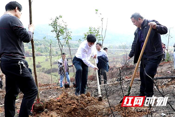 江华：罗建华与“四大家”领导带头参加义务植树