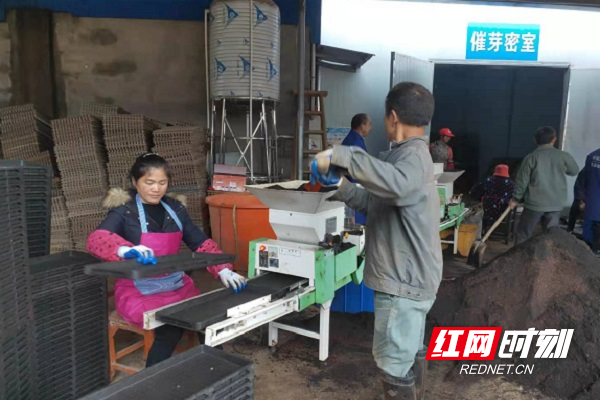 催芽车间内一片热火朝天的景象.jpg 催芽车间内一片热火朝天的景象.jpg