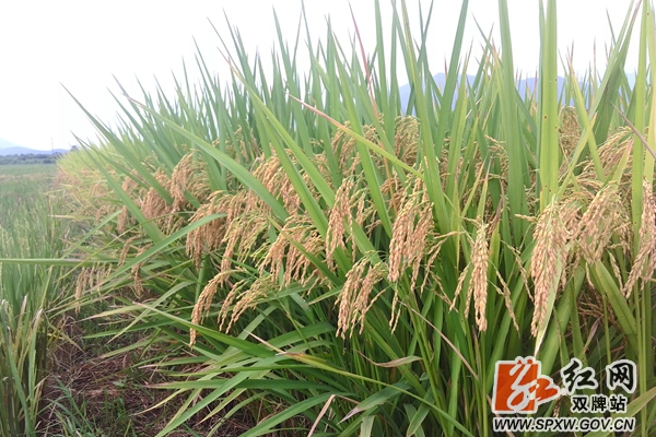 src=http___www.agri.cn_V20_ZX_qgxxlb_1_hunan_201609_W020160930537884922598.jpg&refer=http___www.agri_副本_副本.jpg