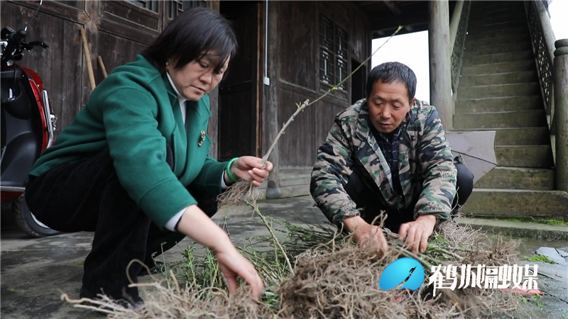 高从英：推动乡村振兴 让果香飘出大山.mp4_20210318_153936.145.png