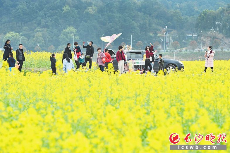 3月14日，天心区暮云街道许兴村的千余亩油菜花吸引众多游客前来游玩。  长沙晚报全媒体记者 罗杰科 摄