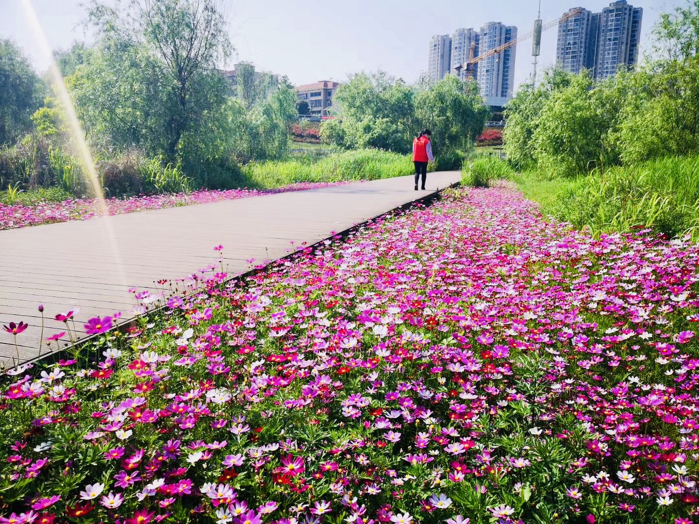 浏阳河畔成了网红赏花地。全媒体记者 李卓 摄 