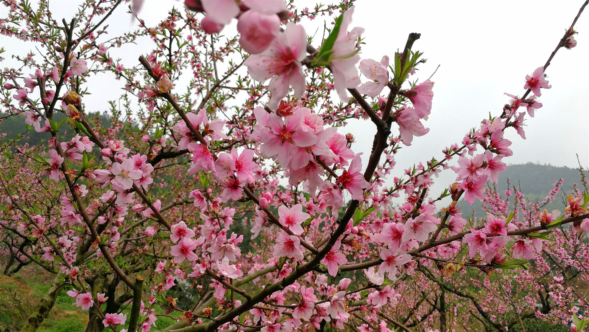 微信图片_20210319102814_副本.jpg 微信图片_20210319102814_副本.jpg