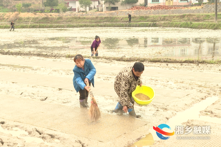 眼下正是早稻育秧阶段,湘乡潭市镇依托种粮大户,合作社等新型经营主体