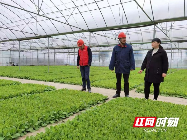 宁乡：“电雷锋”忙特巡特检 为春茶生产保驾护航