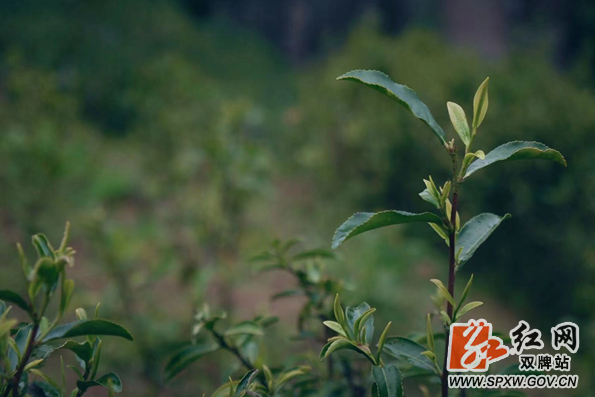 茶叶1_副本.jpg 茶叶1_副本.jpg