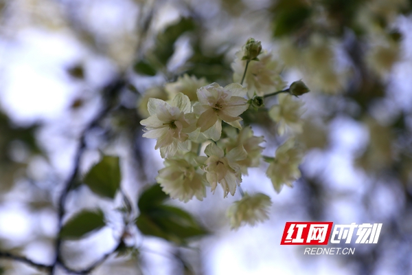 湖南省植物园绿色樱花盛开 展现植物多样性之美