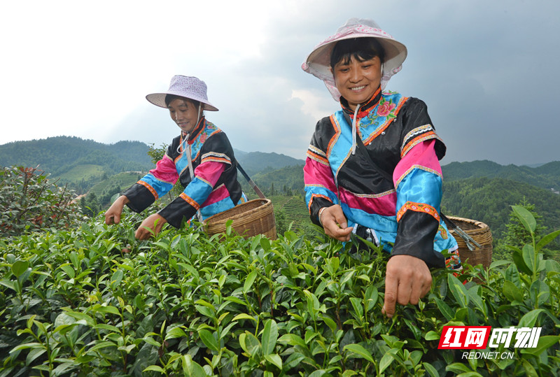 清泉万亩茶叶观光园内，身着畲族特色服饰的村民在采摘茶叶。_副本.jpg