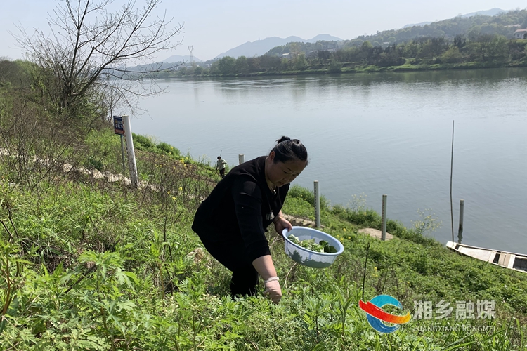 曾建英在河岸边采摘蒿子。.jpg
