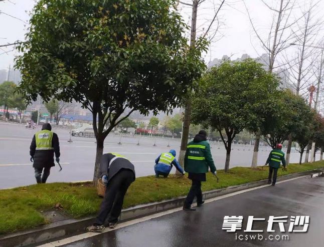 芙蓉路上，园林工人正在为绿化带清除杂草。市城管执法局供图