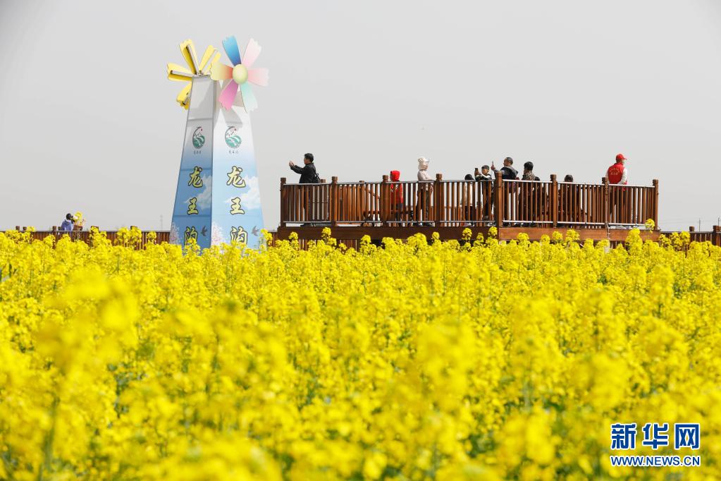 河南宝丰：打造赏花经济 助力乡村振兴