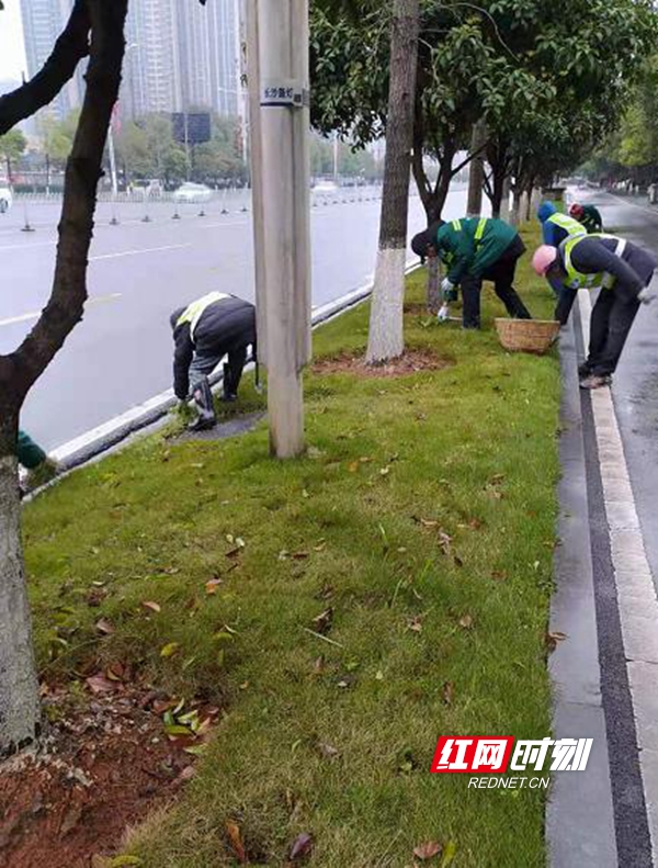 3月8日园林中心在芙蓉路除杂2.jpg