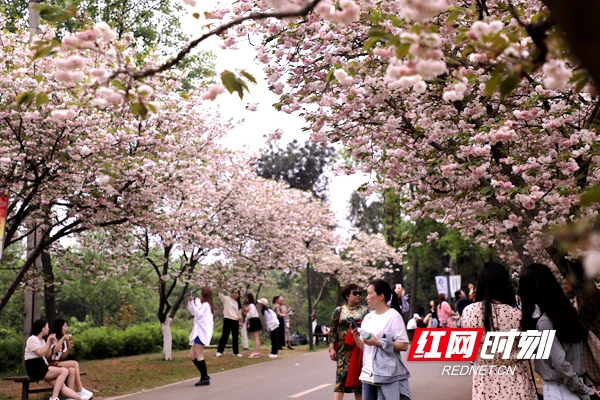 提前预约 ！清明假期湖南省植物园每日限流3万人