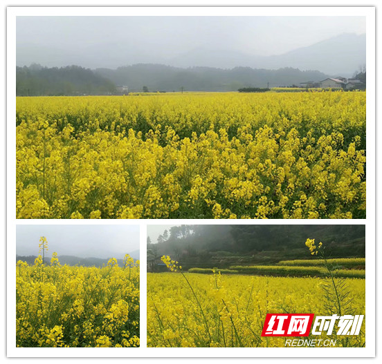 油菜花开，很美.jpg