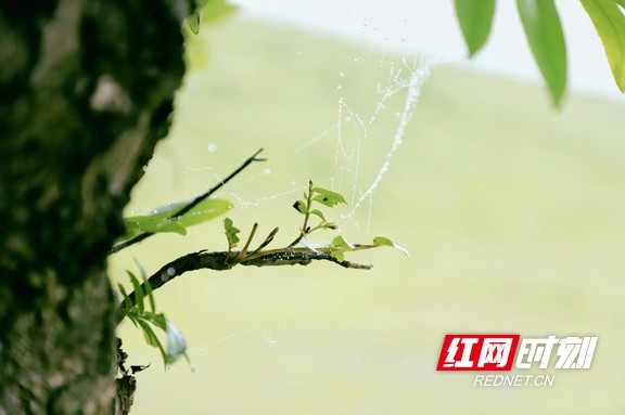 微信图片_20210413121228.marked.jpg