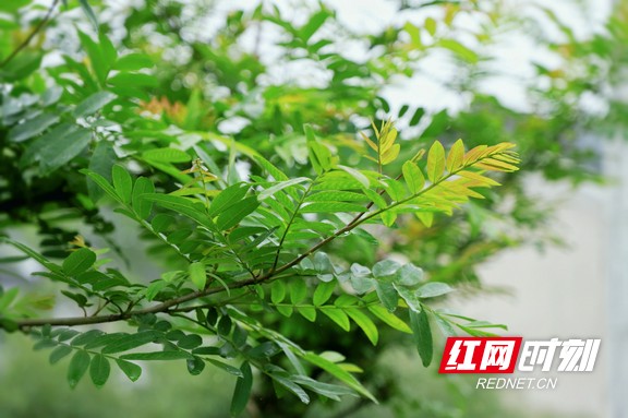 微信图片_20210413121208.marked.jpg