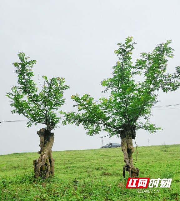 微信图片_20210413121218.marked.jpg