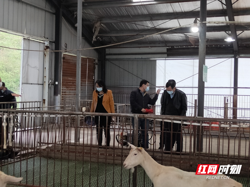 专家服务团在羴牧公司调研考察奶山羊场。.jpg 专家服务团在羴牧公司调研考察奶山羊场。.jpg