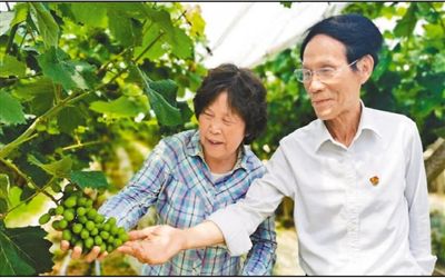 湖南农业大学教授石雪晖与朱有志（右）一起查看葡萄种植情况。资料照片