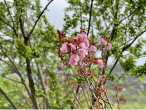 小唐策游潇湘：阳明山何止杜鹃红和万寿寺(1)373.png