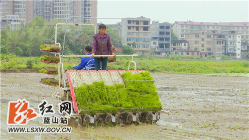 蓝山：积极落实惠农政策 推动水稻生产机械化